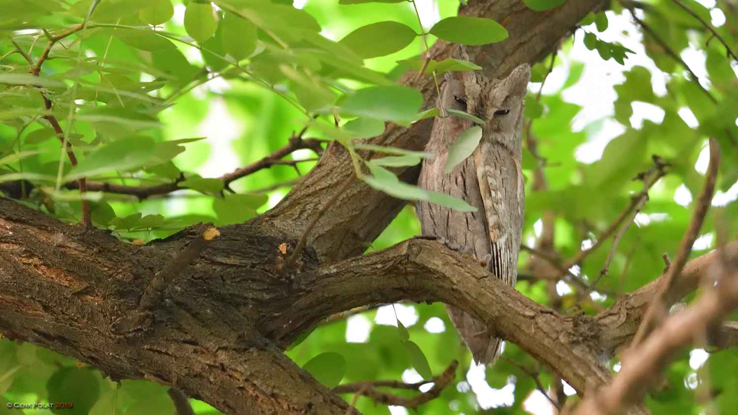 Pallid Scops-Owl